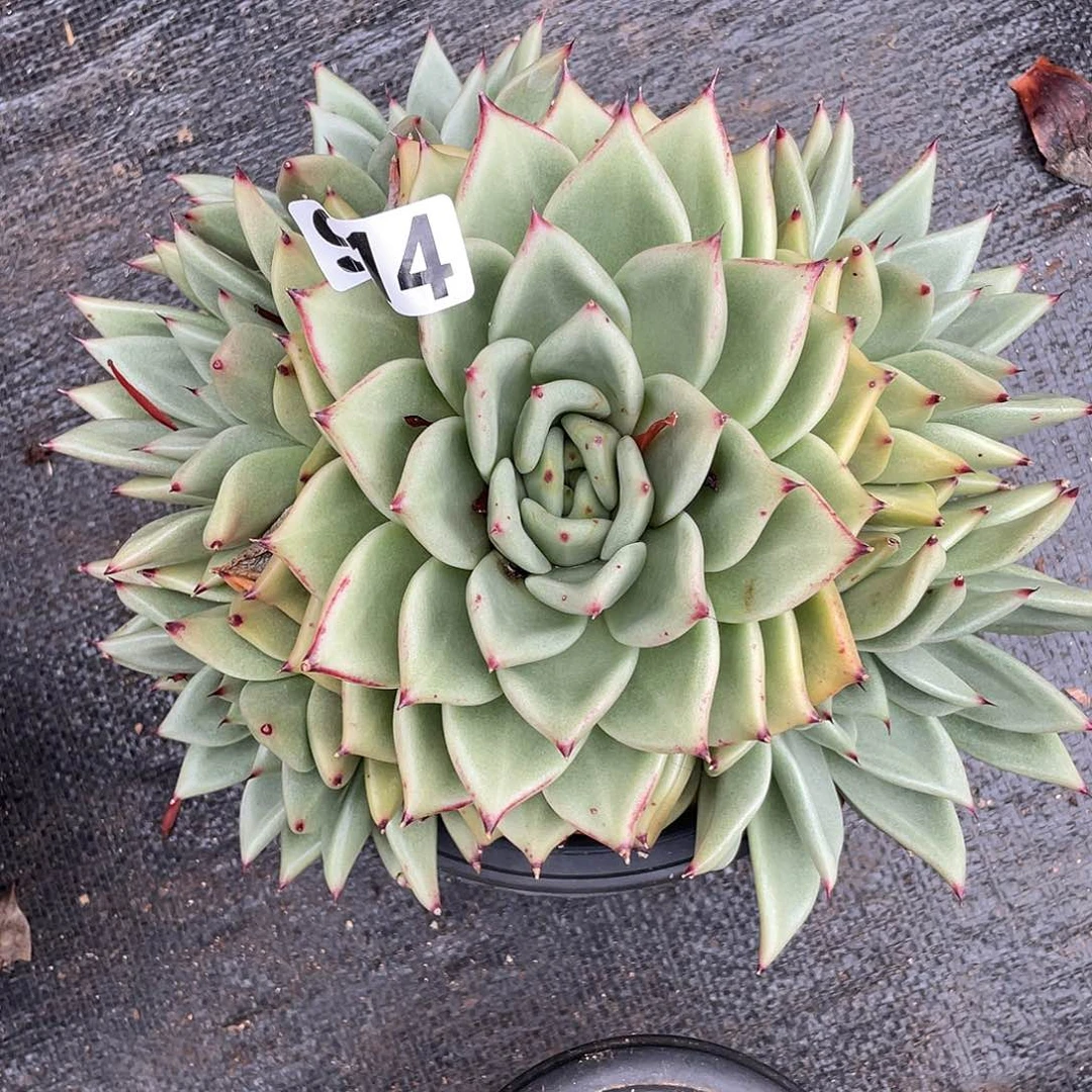 若如东云组拍914