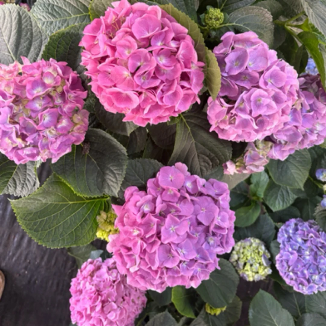 [小海蓝]重瓣带花苞大花绣球可调色新人必入