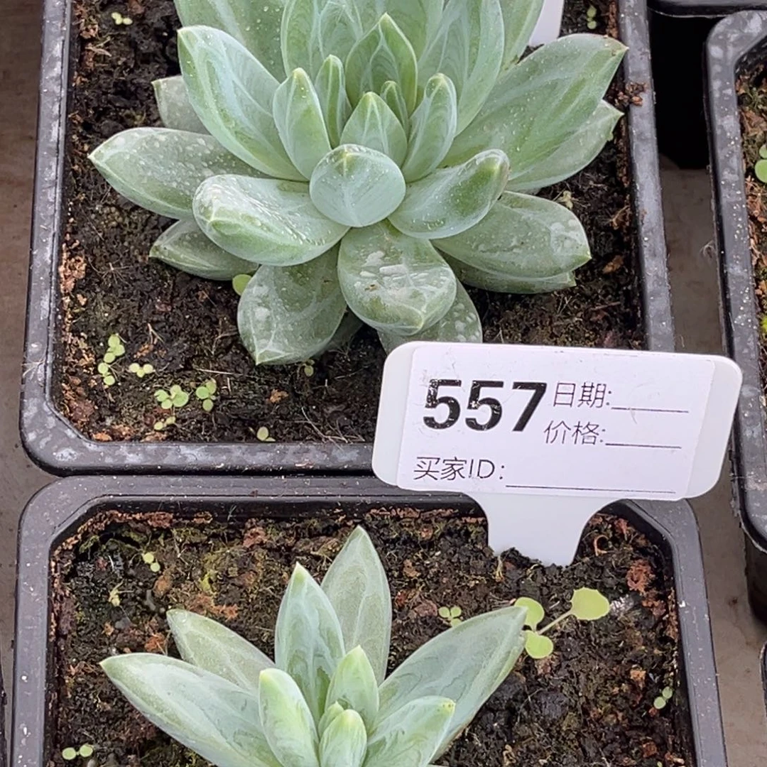 明***说美人系优选多肉植物610，557