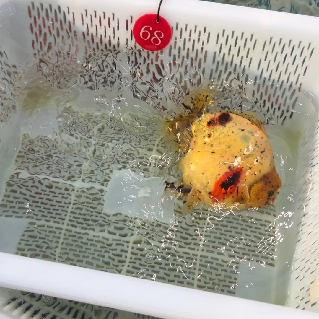 C***t金鱼你好吗我好想你