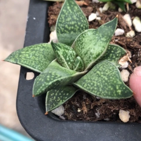 龙虎霸特价脱盆发货