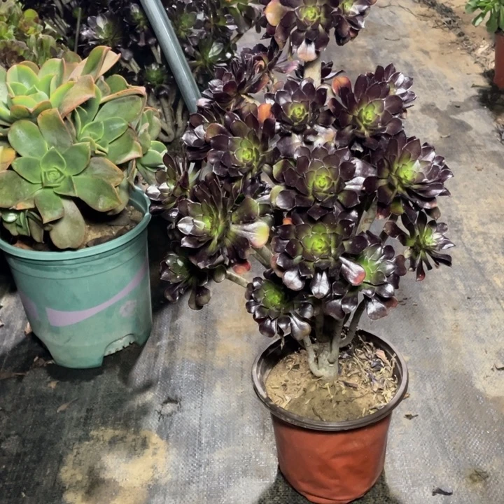 61黑法师多肉植物多肉多肉