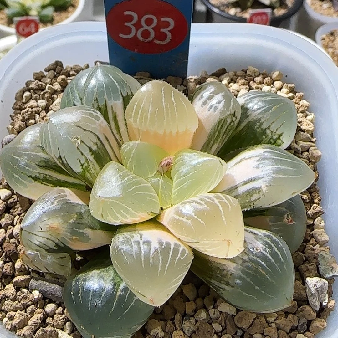 小***柒383号一物一拍带盆发