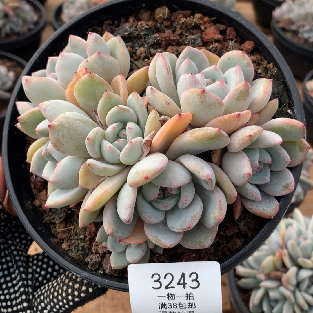 13.5厘米七头石榴籽3243