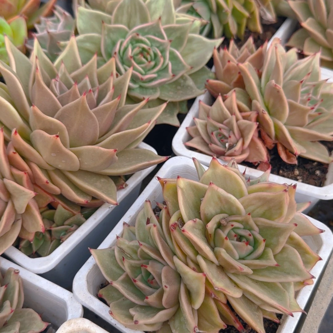 【闪购商品】虎皮星星锦9.9