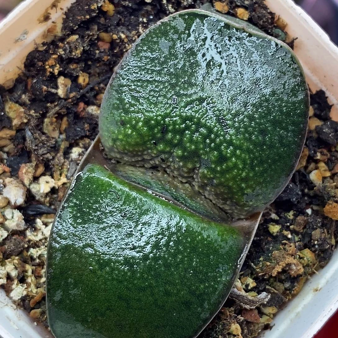不带盆脱土裸根发货
