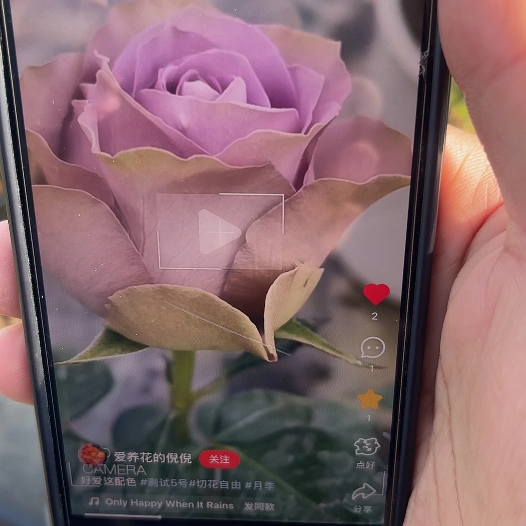 无花朵——-复古紫 福利款