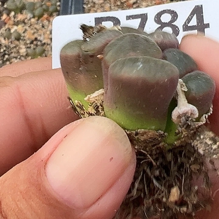 ****784号风铃多肉植物