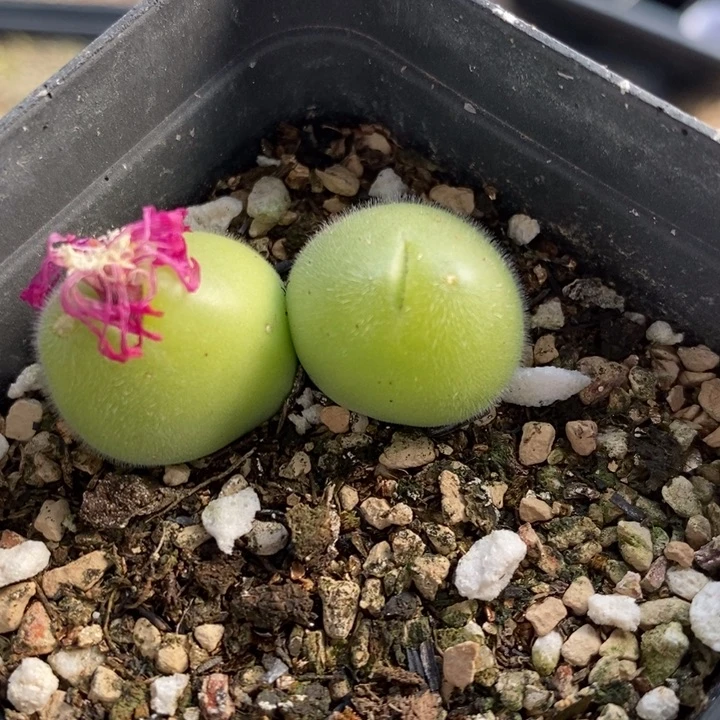 2135长毛毛翠滴一颗