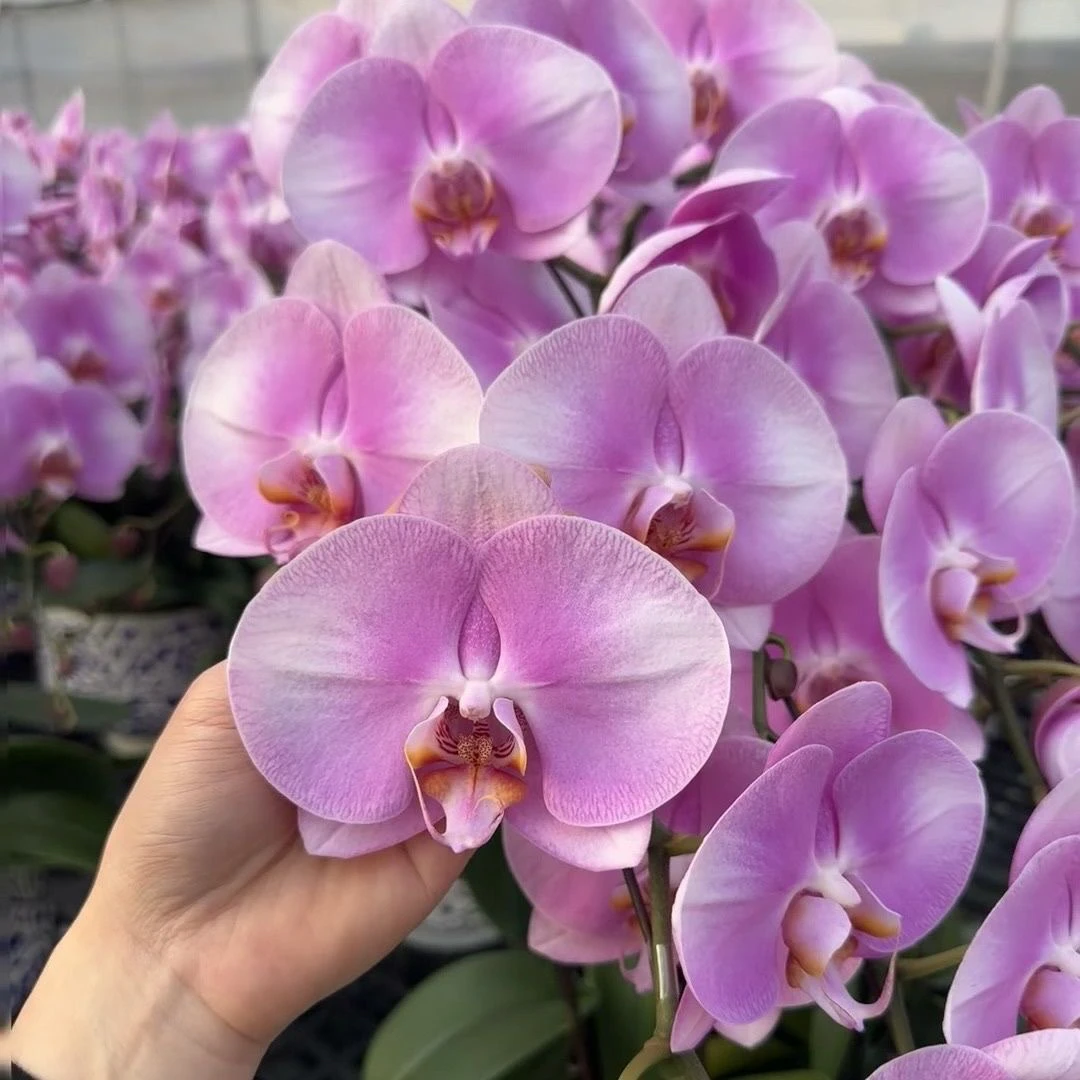 带花剑（2颗装）【美滋滋】2.8寸杯，超大花，蝴蝶兰花苗