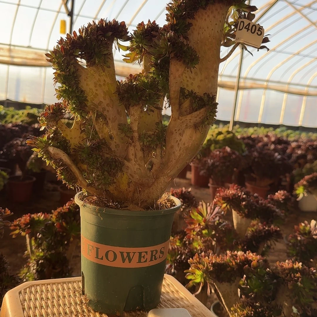 405黑法师有伤一颗呀