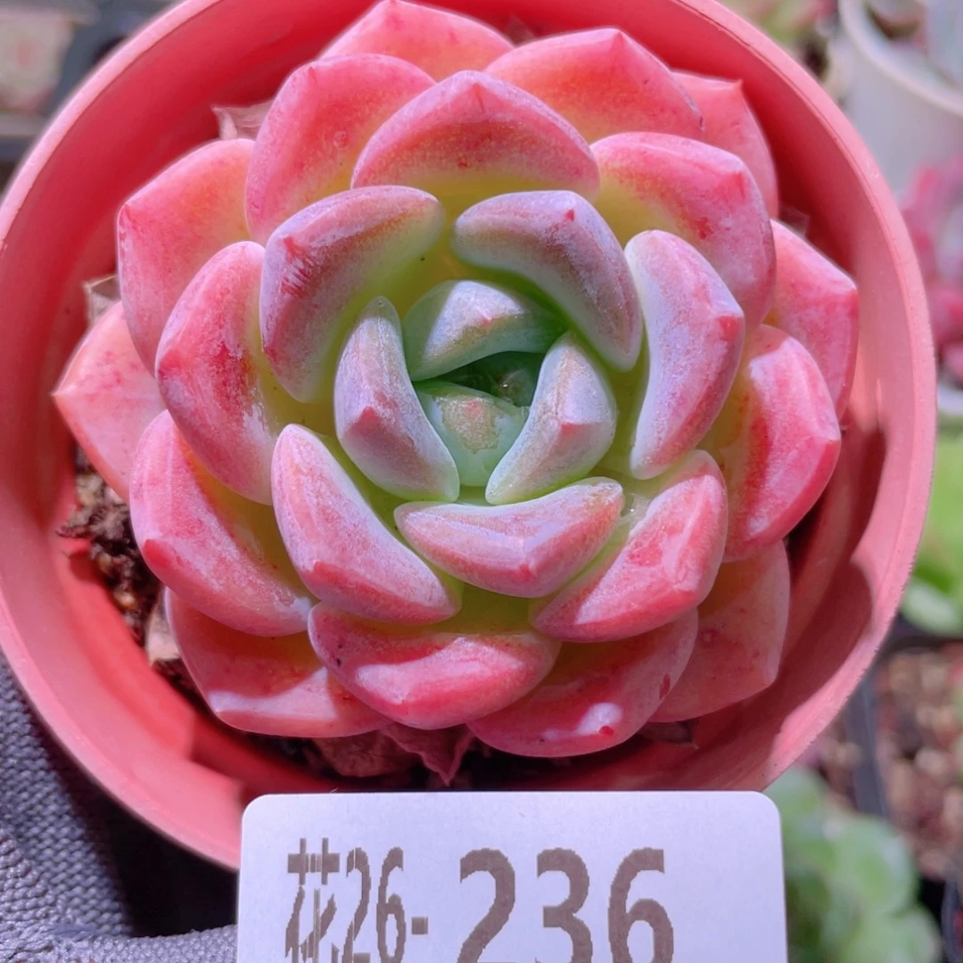花利美26-236冰糖