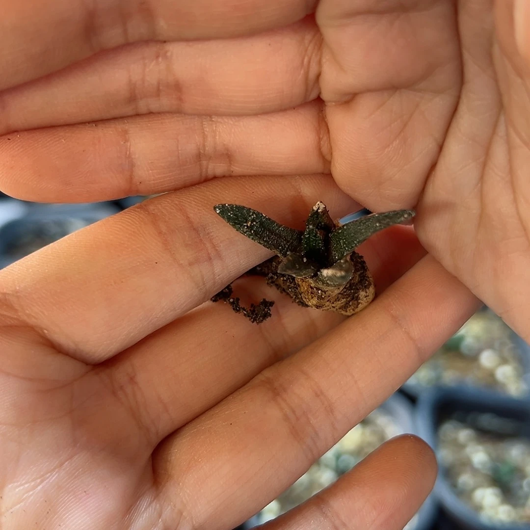 实生博士牡丹1.5公分带盆