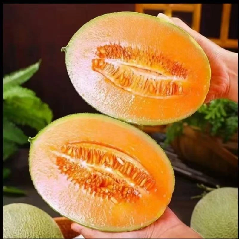 YD【海南直发】新鲜哈密瓜现摘水果非玲珑蜜瓜西州蜜网纹瓜产地直发