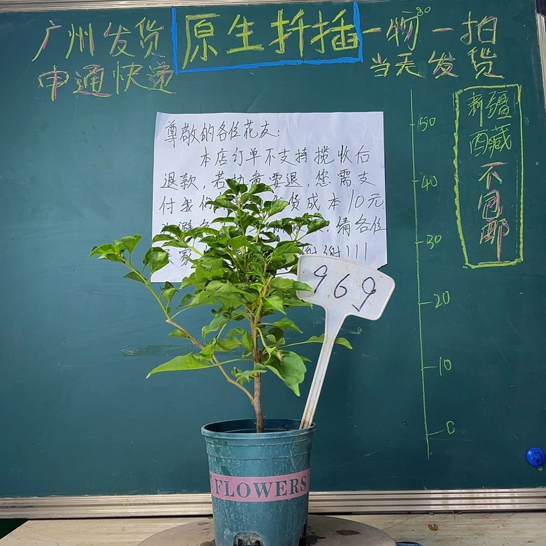 当前无花栽培后可以开花 福利 蒙娜丽莎黄 969