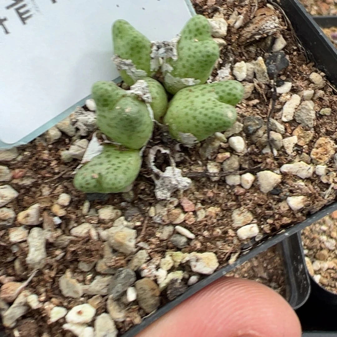 7-52肉锥多肉植物