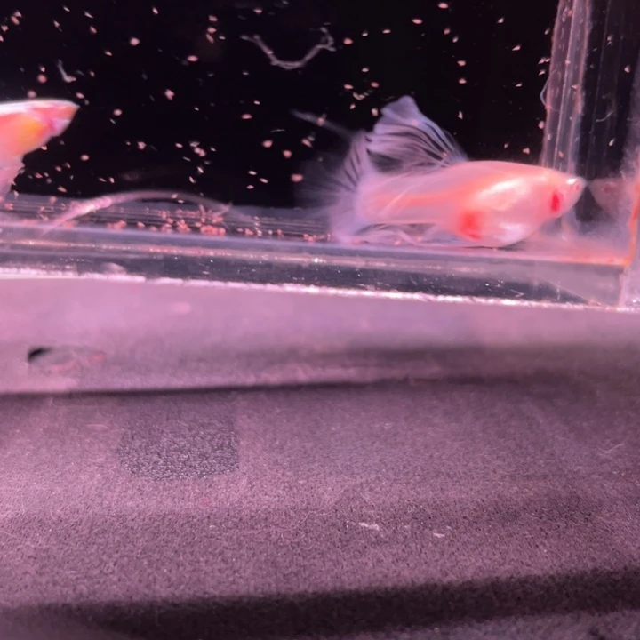 孔雀鱼蓝白蝴蝶绒球1对