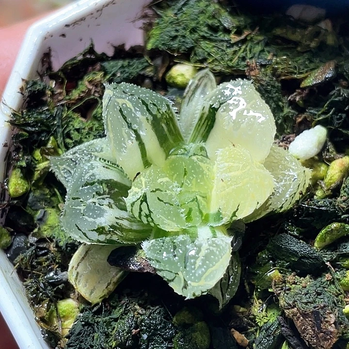 655荷塘月色锦特选福利