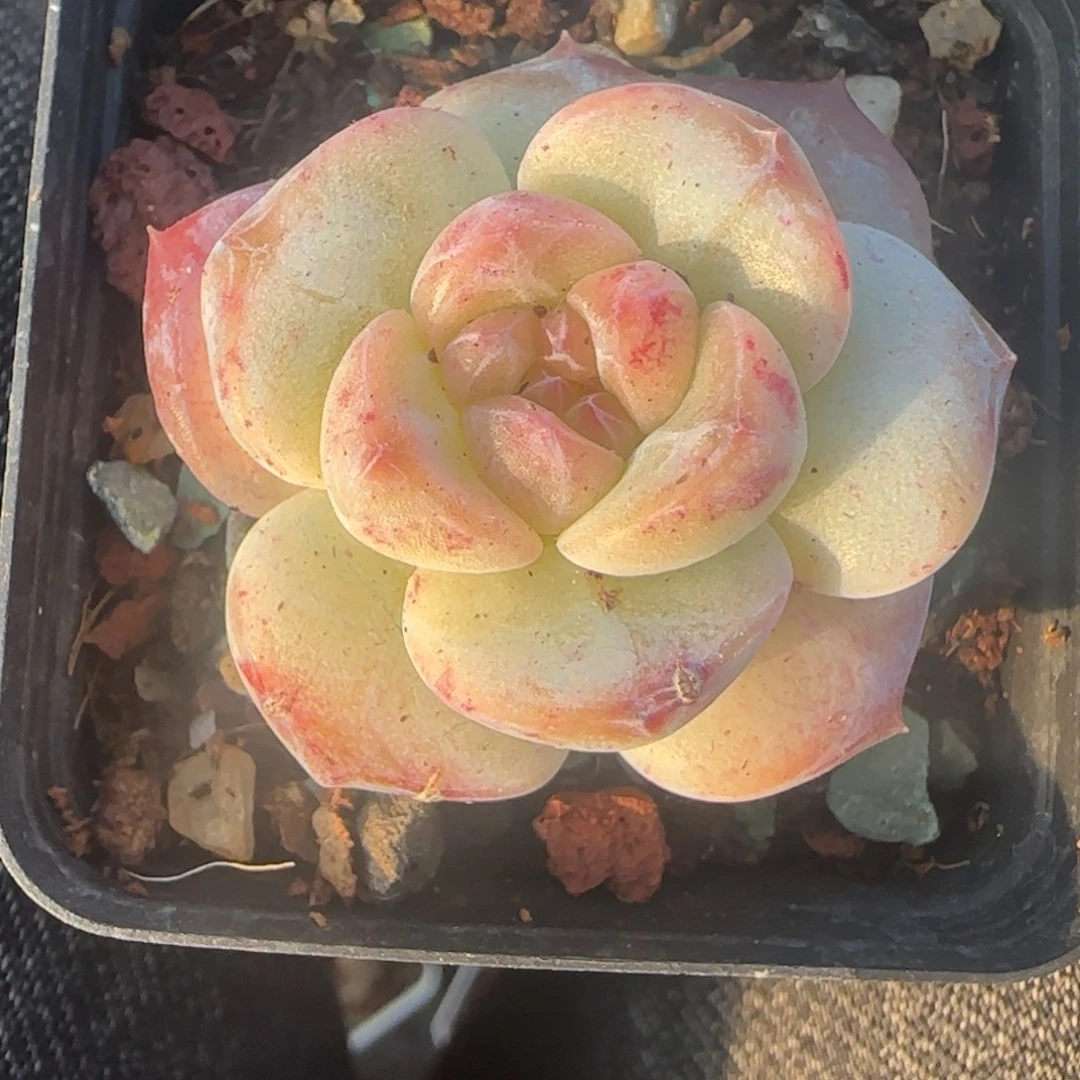 小卡拉米糖心一物一拍