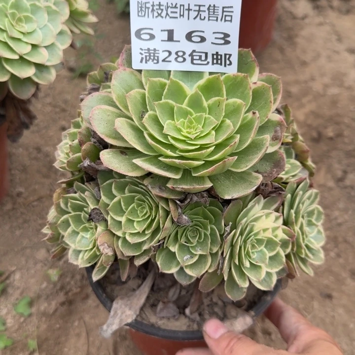 6163二号棚莲花座N