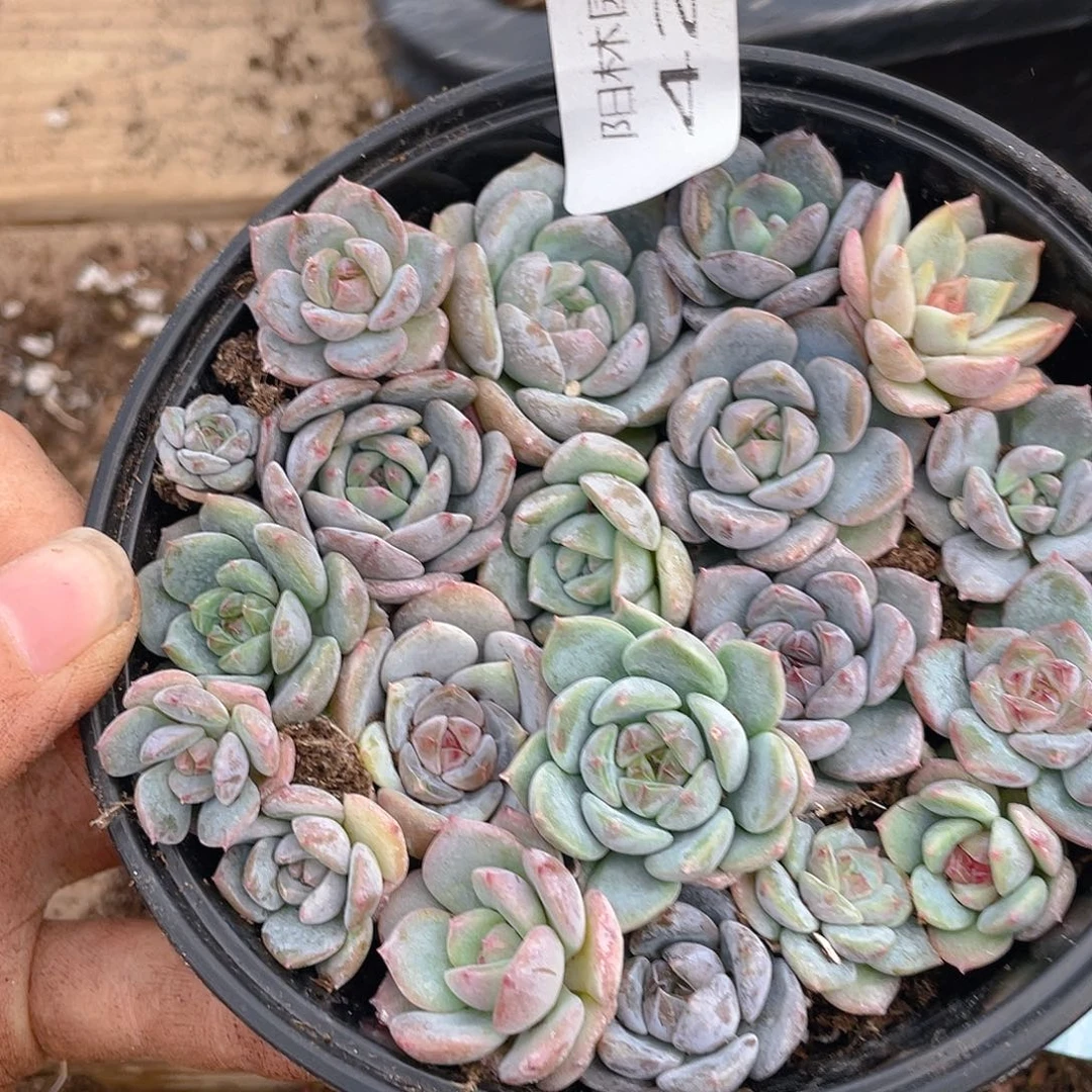 多肉植物多肉植物427
