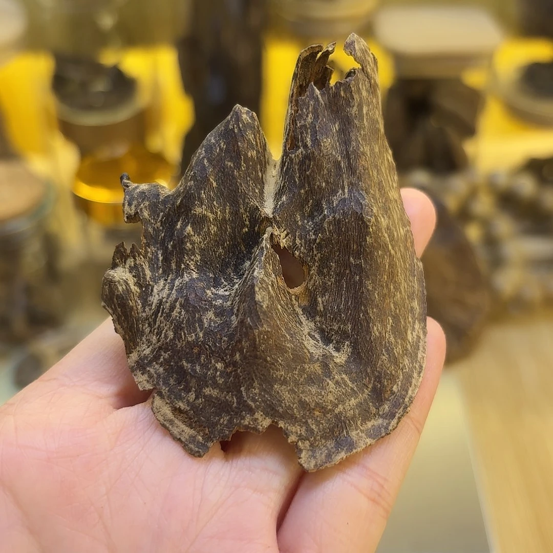 海南沉香沉水壳子3.74克