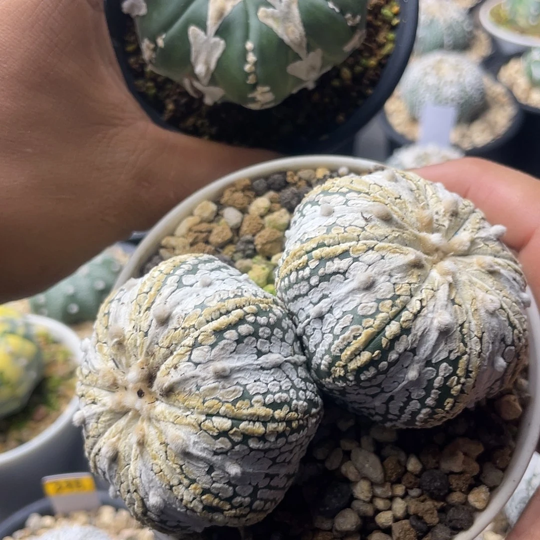 一物一拍泰系实生  幻洛