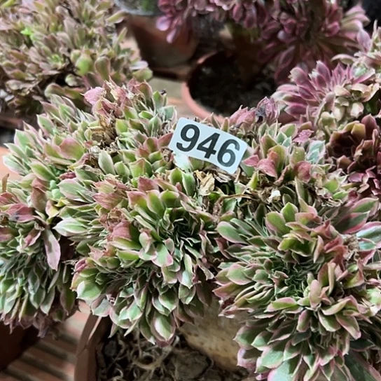 奶***0多肉植物一个法师946