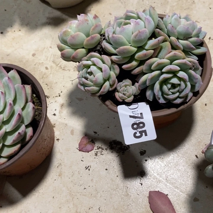 @****785莎莎女王多肉植物