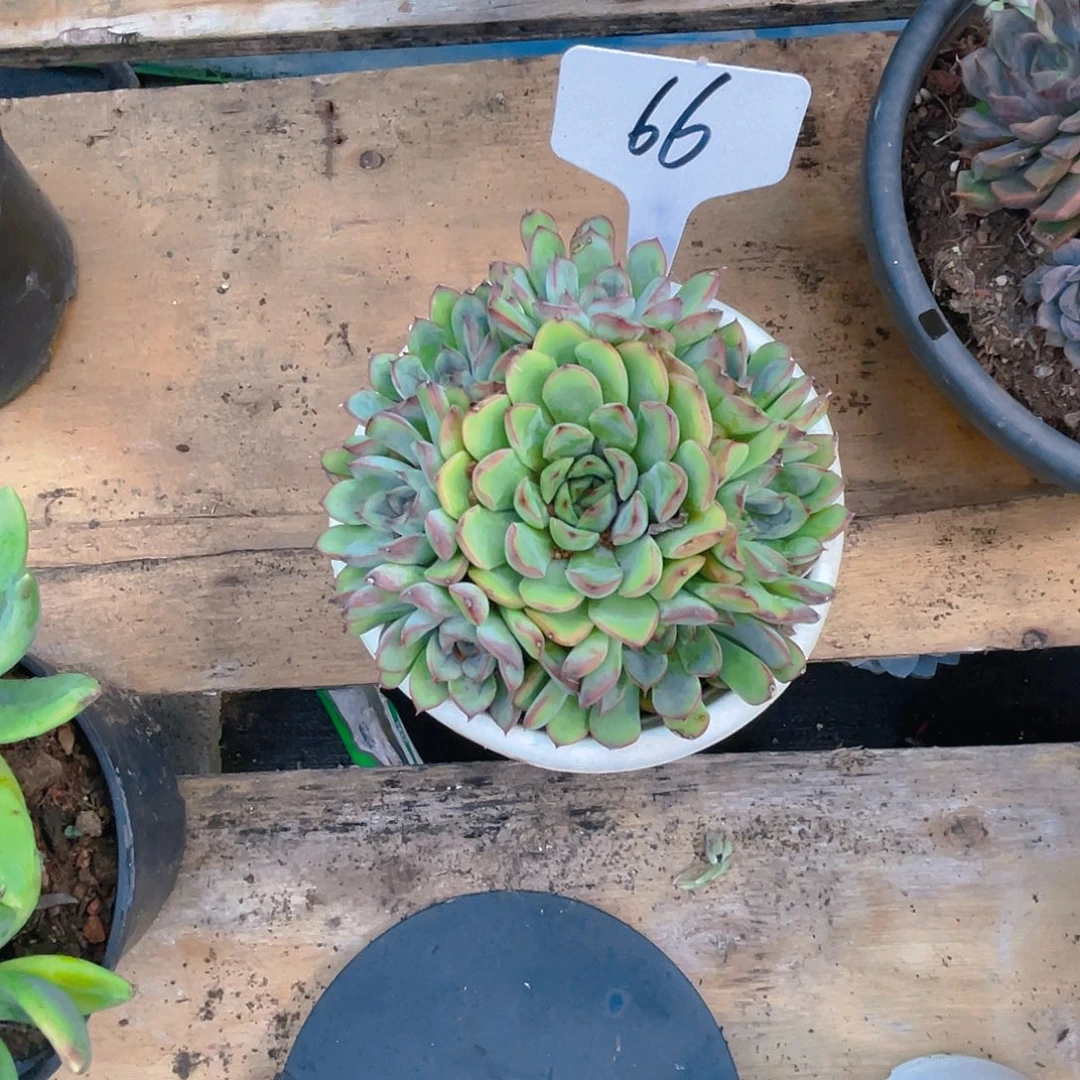 初***荷000000000000000066