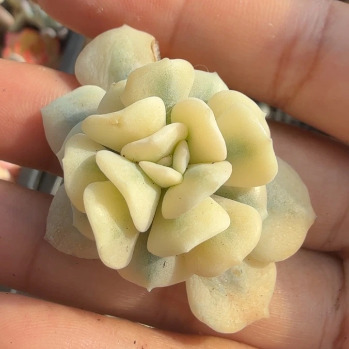 雪精灵锦无根 无替品