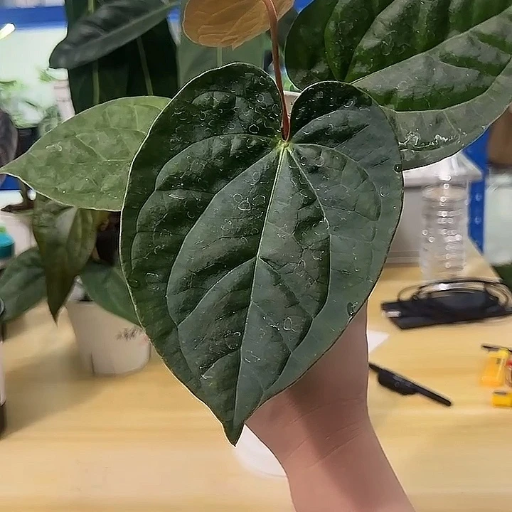 无花朵7号KOS杂奢华