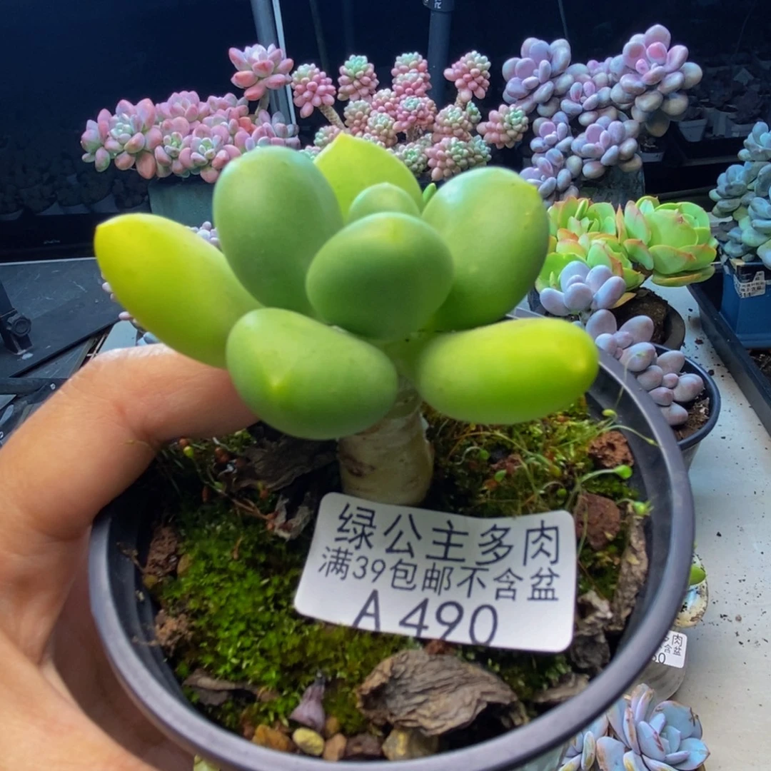 490金蟾芒果奶多肉4cm