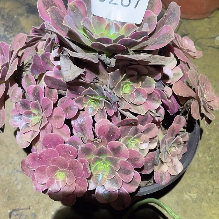 多肉植物法师287美杜莎