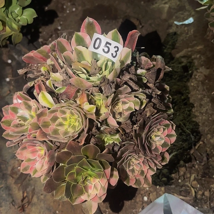 053女神多肉植物不售后