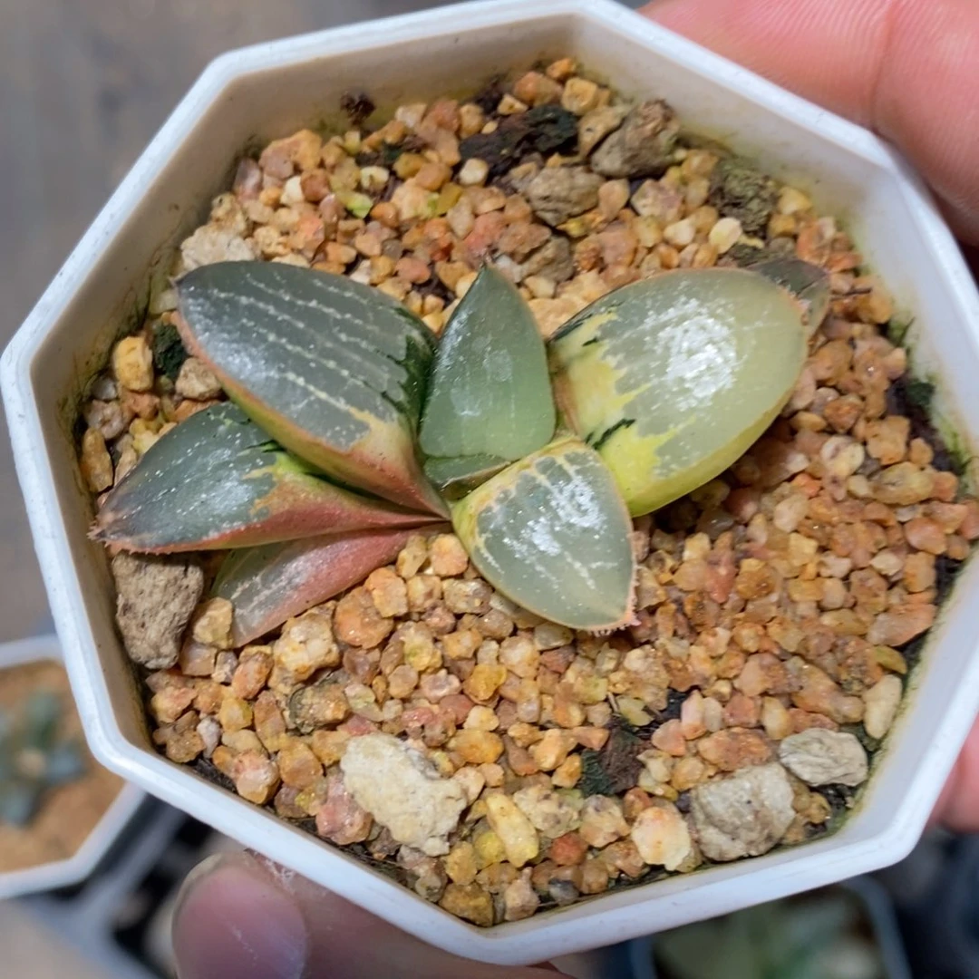一颗实生磨面寿锦。特价