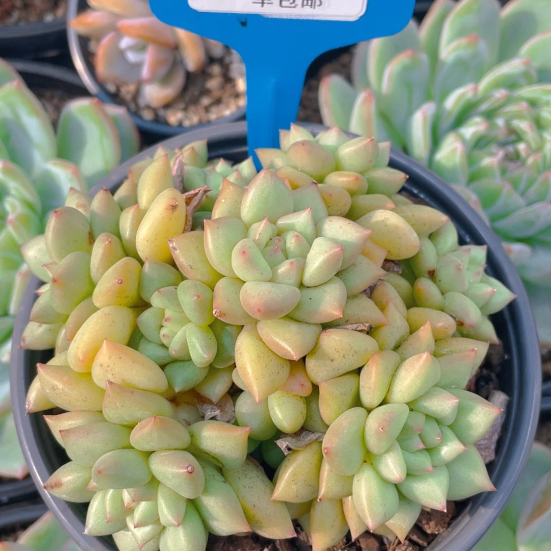 0706-5-黄金象牙大群生一颗