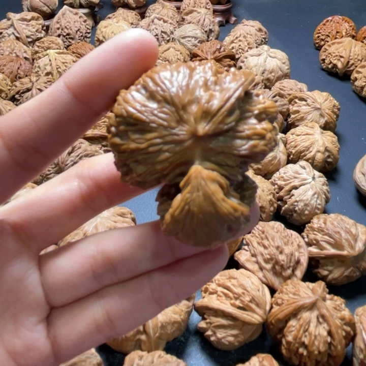 白狮子犀牛角44尺寸单只核桃哈哈哈哈哈哈