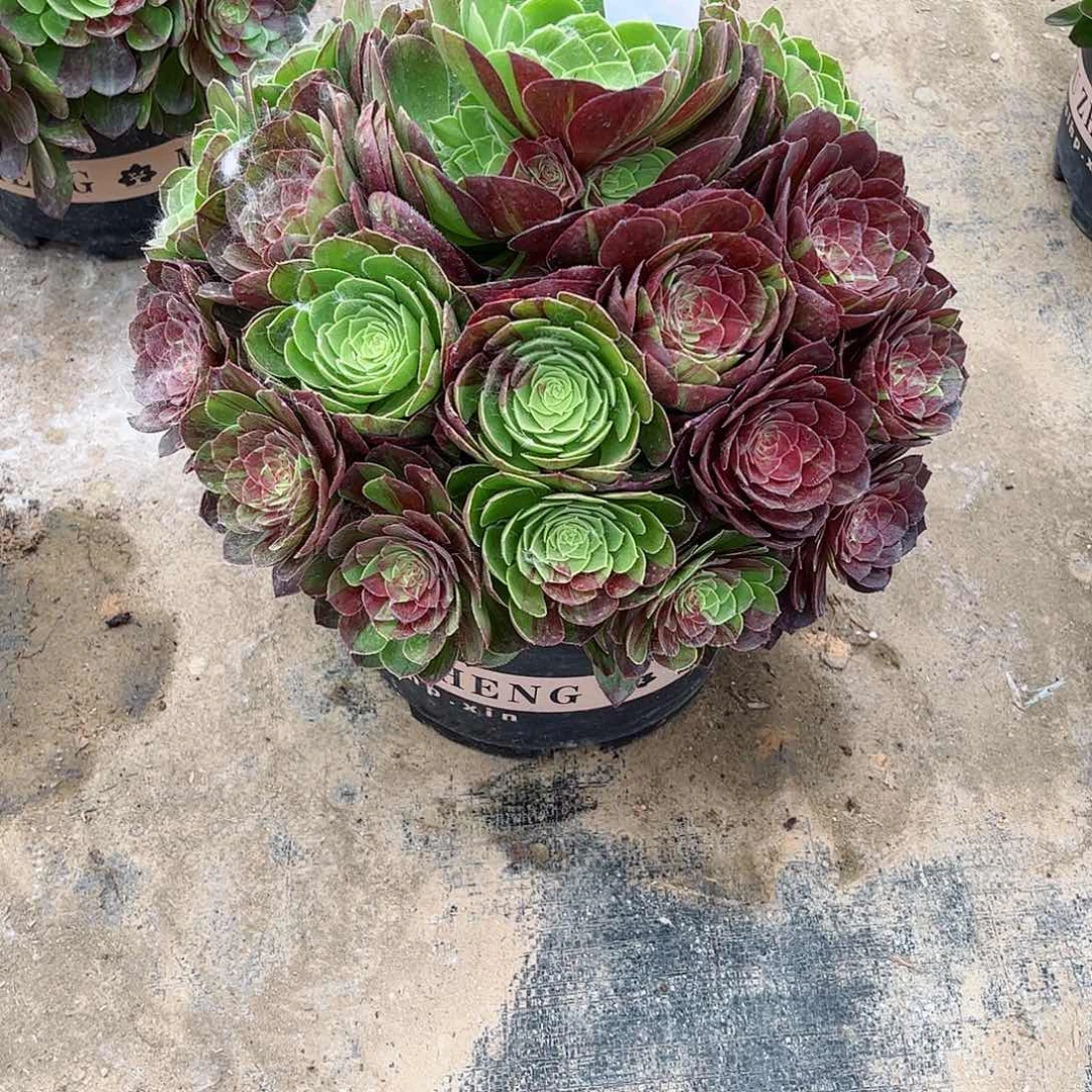 多肉植物花月夜669