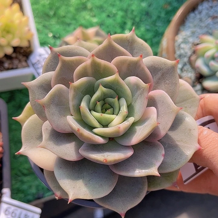 贝加尔湖锦14209多肉植物