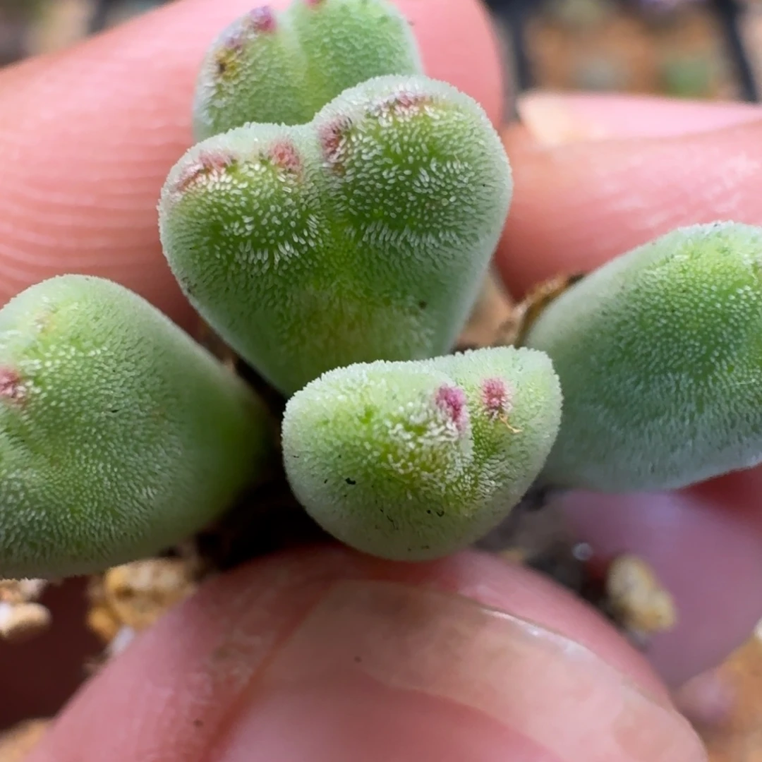 云缦精品番杏11.59