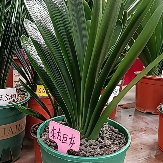 健***安巨龙根少福利本苗