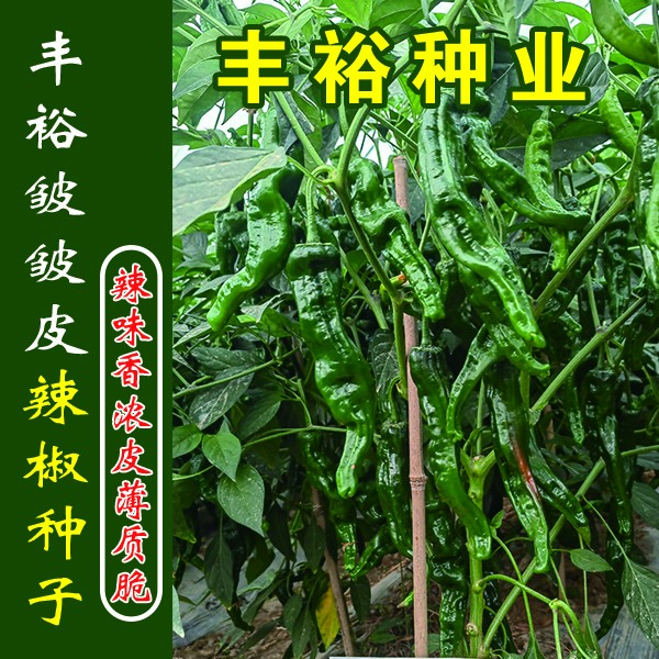丰裕皱皱皮  厂家直销  杂交一代 辣椒种子 薄皮椒 大黑类型