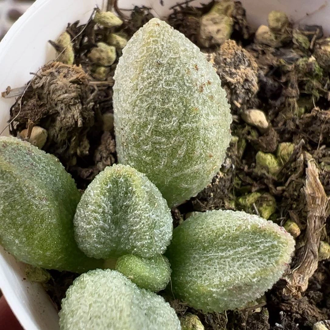 银之卵水泡多肉植物