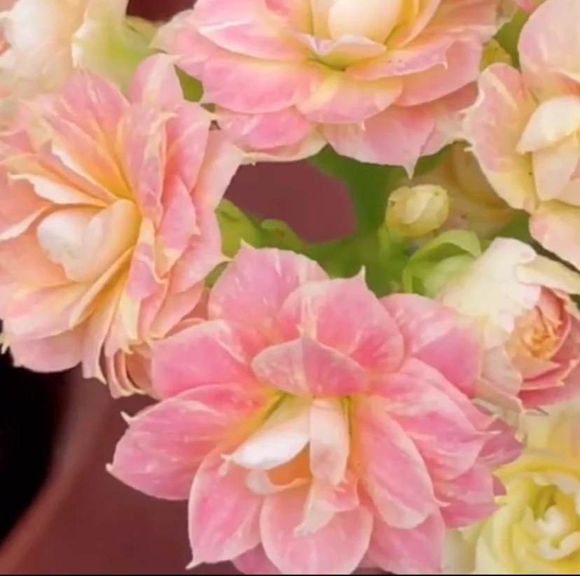 推荐 长寿花（极光 变色品种）110精美盆栽