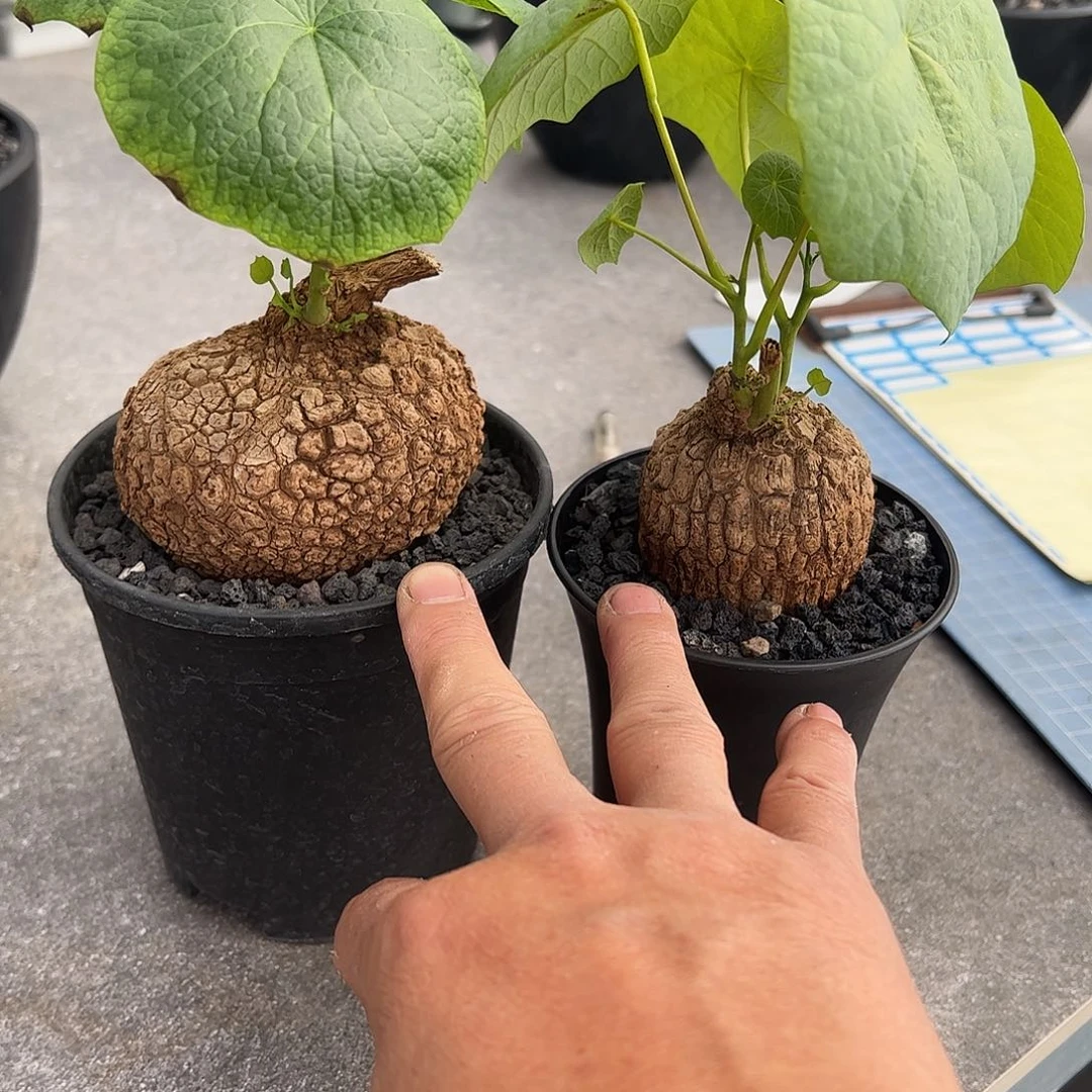 盐***园两棵龙甲龟666668888