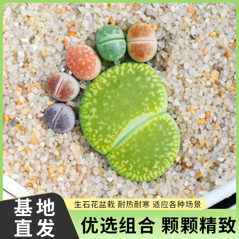 彩拼脚丫生石花多肉盆栽带盆带土好养适合室内阳台种植