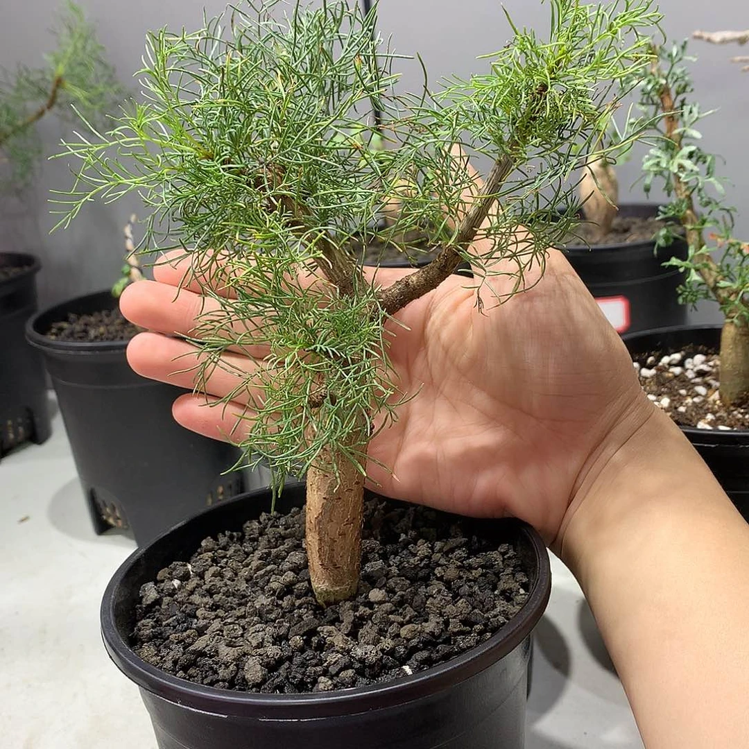 针叶橄榄实生带盆