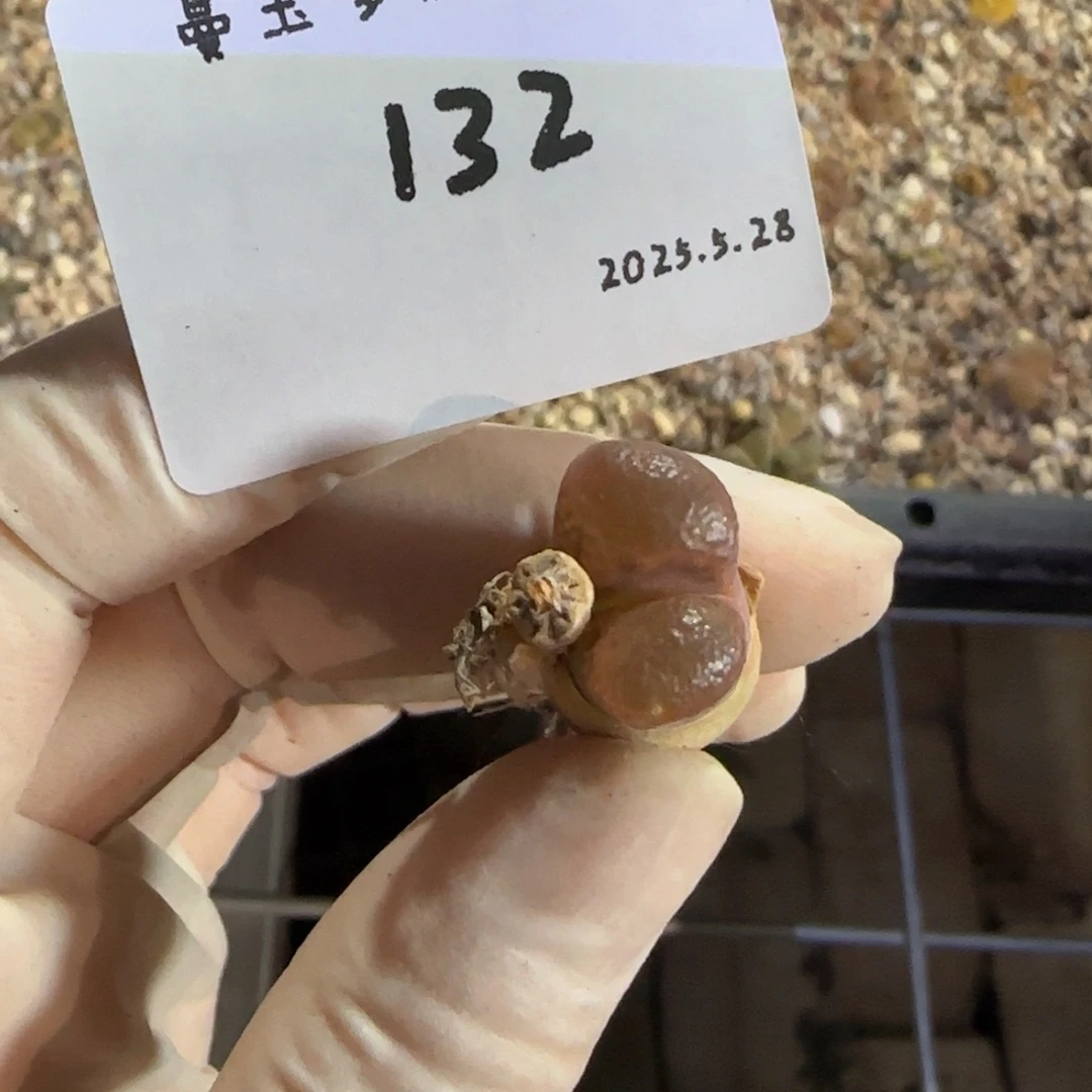 大**白多肉多肉多肉5.28-132