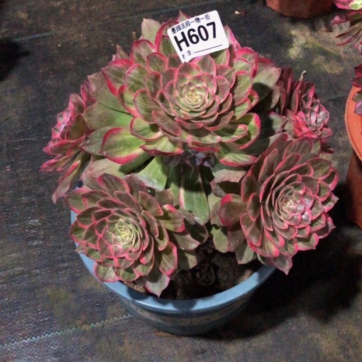 莲花坐多肉6070000000000